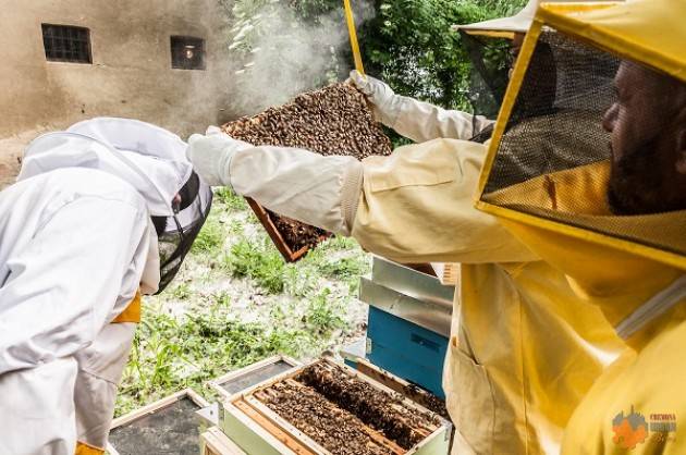 Cremona: posizionato il primo apiario urbano cittadino