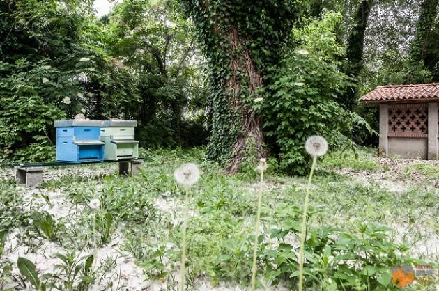 Cremona: posizionato il primo apiario urbano cittadino