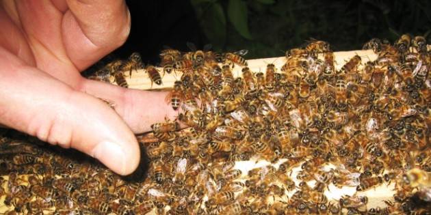 Coldiretti  Maltempo, sos api: raccolta miele a rischio In Lombardia crollo per acacia e millefiori