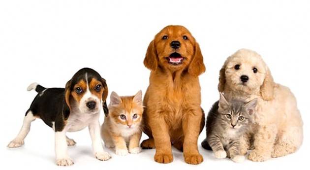 Lombardia PILONI (PD): ‘GRAZIE A NOI VISITE GRATUITE PER GLI ANIMALI DOMESTICI ‘