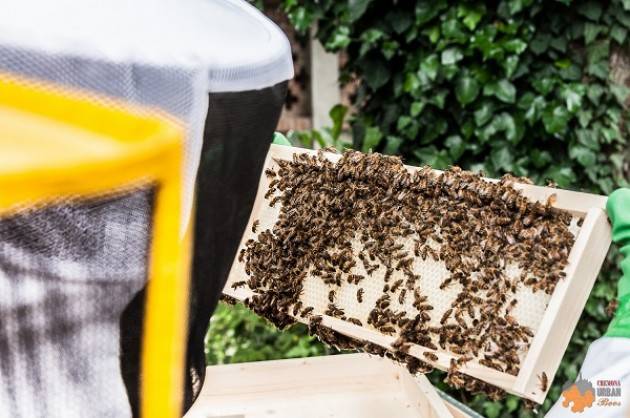 Il 15 giugno visita gratuita all'apiario Cremona Urban Bees