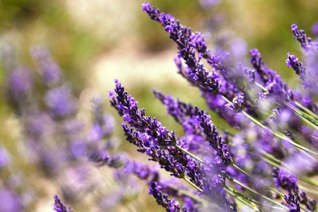 Delegazione FAI di Cremona invita alla Festa della lavanda il 16 giugno a Piadena