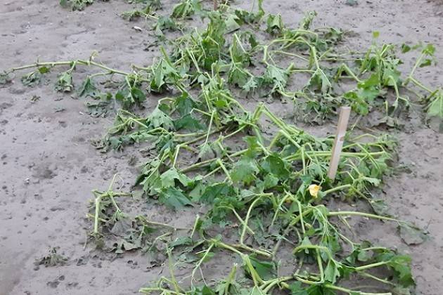 Maltempo: campi devastati dalla Valtellina al Cremonese