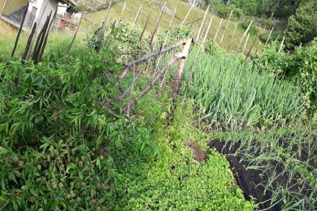 Maltempo: campi devastati dalla Valtellina al Cremonese