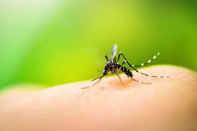 Avviato il piano anti zanzare 2019: entro il 25 giugno interventi in tutti i quartieri