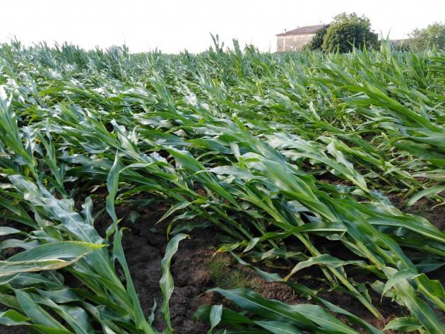 Coldiretti Maltempo, nuova ondata nel Mantovano: mais schiacciato, serre e tetti scoperchiati