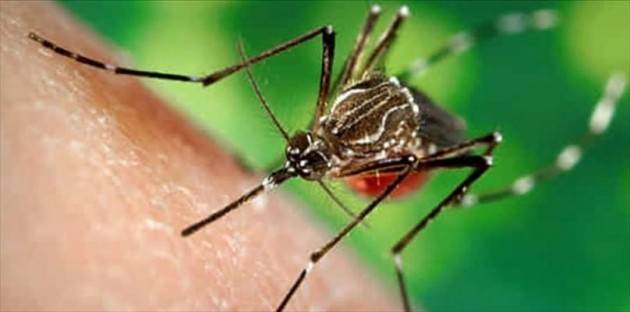 Cremona Tra il 22 e il 23 luglio proseguiranno gli interventi anti zanzare in varie zone della città