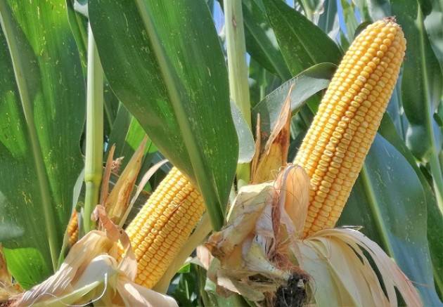 Consorzio Agrario Cremona: venerdì 9 agosto in campo con “Gradella Mais Fest 2019”