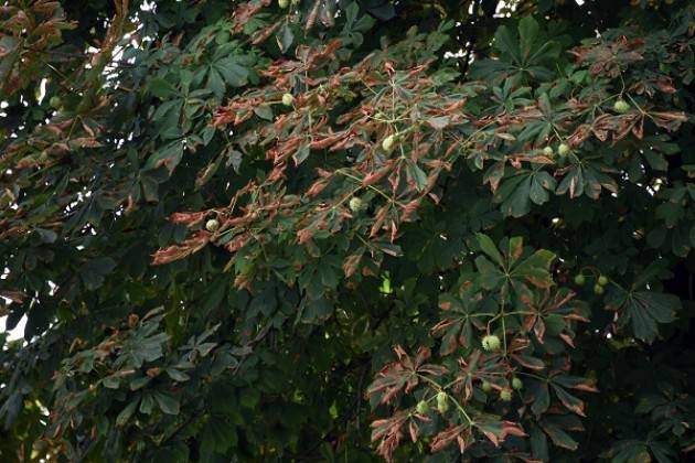 BRESCIA LE CONSEGUENZE DI UN’ESTATE ‘PAZZA’ SUI NOSTRI ALBERI