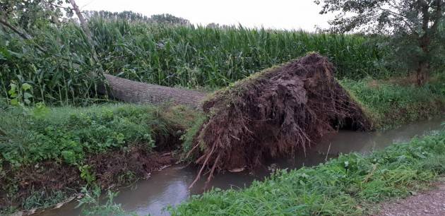 VENTO E BOMBA D’ACQUA in Lombardia Nuova ondata di maltempo, ‘gravissimi danni ai campi di mais e alle strutture’