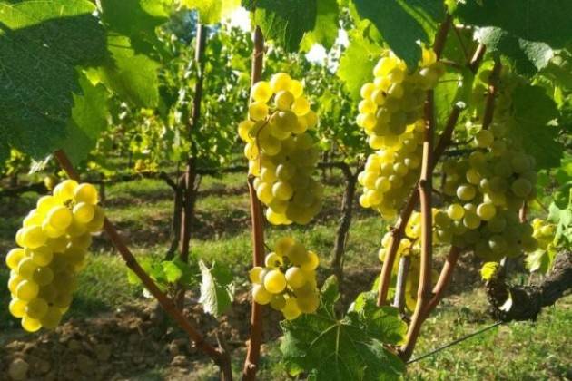 Coldiretti Vendemmia al via in Lombardia: -20% grappoli per clima 'pazzo'