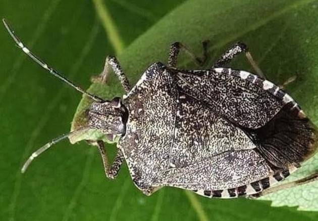 LNews-CIMICE ASIATICA, ASSESSORE ROLFI: CHIEDIAMO FONDO NAZIONALE DI SOSTEGNO COME E' STATO PER XYLELLA IN PUGLIA