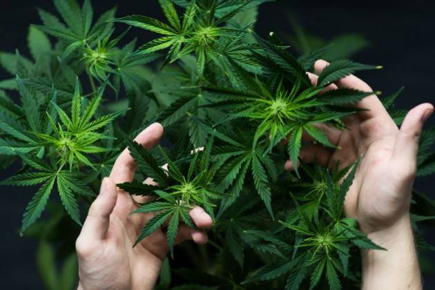 Firma l’appello per chiedere al Parlamento di legalizzare la cannabis |Iniziativa Radicale