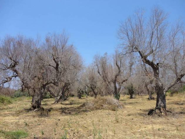 ADUC Governo. Xylella: non si è intervenuti per anni, ora è un deserto. La Corte di Giustizia europea condanna l'Italia