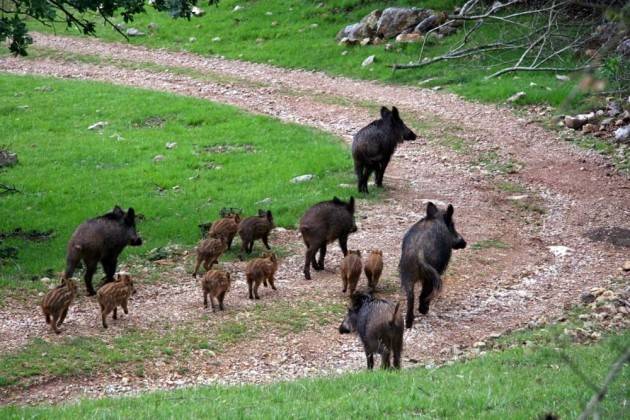 LNews-CINGHIALI, ROLFI: IN LOMBARDIA QUEST'ANNO 2.456 ABBATTIMENTI, RADDOPPIATI RISPETTO A 2018