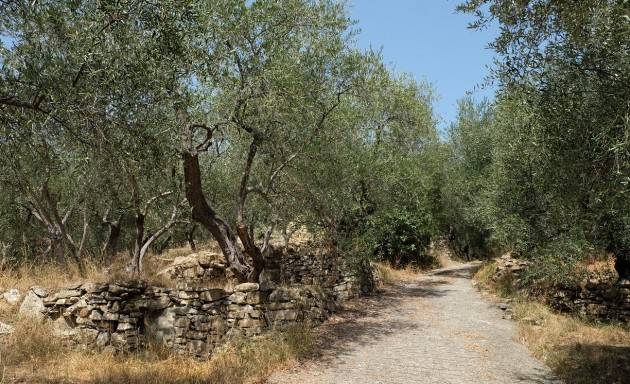 Prende il via domenica 27 ottobre 2019 la terza edizione della ‘Camminata tra gli olivi’| Christian Flammia