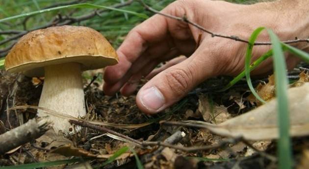 LNews-FUNGHI. QUEST'ANNO GIA' 58 INTOSSICAZIONI, GALLERA: FATE CONTROLLARE GRATUITAMENTE QUELLI RACCOLTI PRIMA DI CONSUMARLI