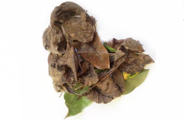 Cremona, raccolta porta a porta  scarti vegetali prosegue durante inverno