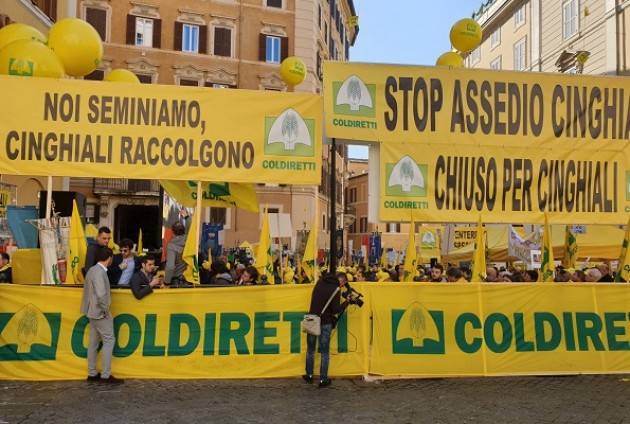 Roma EMERGENZA CINGHIALI, BLITZ A MONTECITORIO Coldiretti Cremona, le voci degli agricoltori e amministratori cremonesi