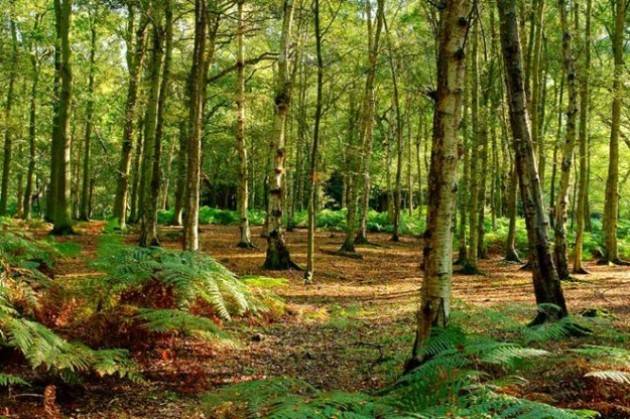 Bergamo Festival delle Foreste, incontro pubblico giovedì 14 novembre