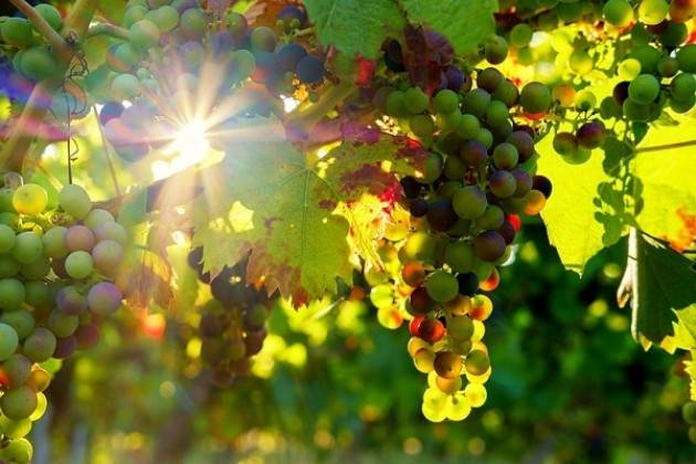 Il maltempo chiude la vendemmia in Lombardia