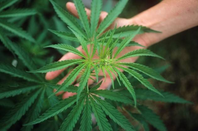 ADUC Legalizzazione droghe. Necessità e limiti delle vie nazionali