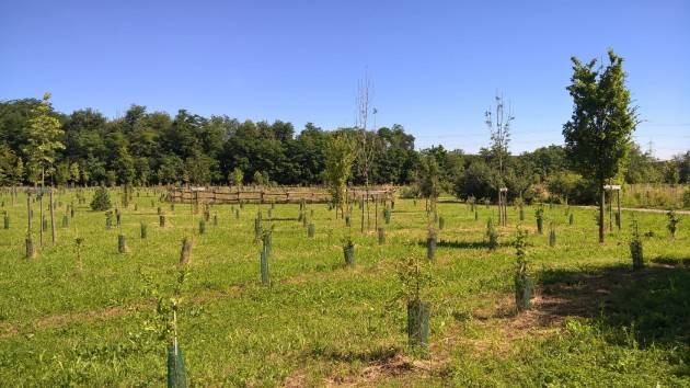 FORESTAZIONE, PILONI (PD):’10 MILA NUOVI ETTARI DI VERDE ENTRO IL 2030. UN PROGETTO DI LEGGE CHE GUARDA AL FUTURO’ (Video)