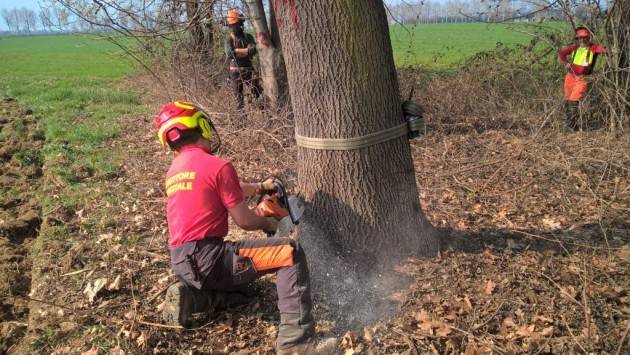 Cremona Al via l’abbattimento di essenze arboree in un’area industriale di via Sesto