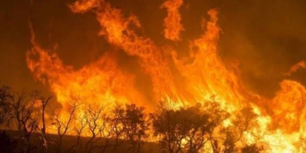 2019: un anno di fuoco per le foreste del nostro pianeta