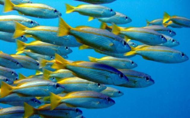 LNews-PESCA, ROLFI: 250.000 EURO AD ASSOCIAZIONI PER GESTIONE INCUBATOI E RIPOPOLAMENTO ITTICO