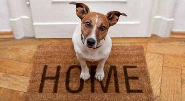 Vuoi regalare a qualcuno un animale domestico?