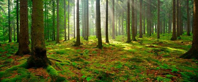 LNews-Focus.LOMBARDIA,70.000 ETTARI FORESTE CERTIFICATE:QUASI IL DOPPIO IN UN ANNO.DA REGIONE 18 MILIONI PER CONTRASTO CALAMITA'