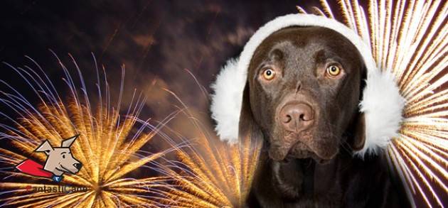 Vademecum per ridurre i disagi degli animali domestici dovuti ai Fuochi Artificiali
