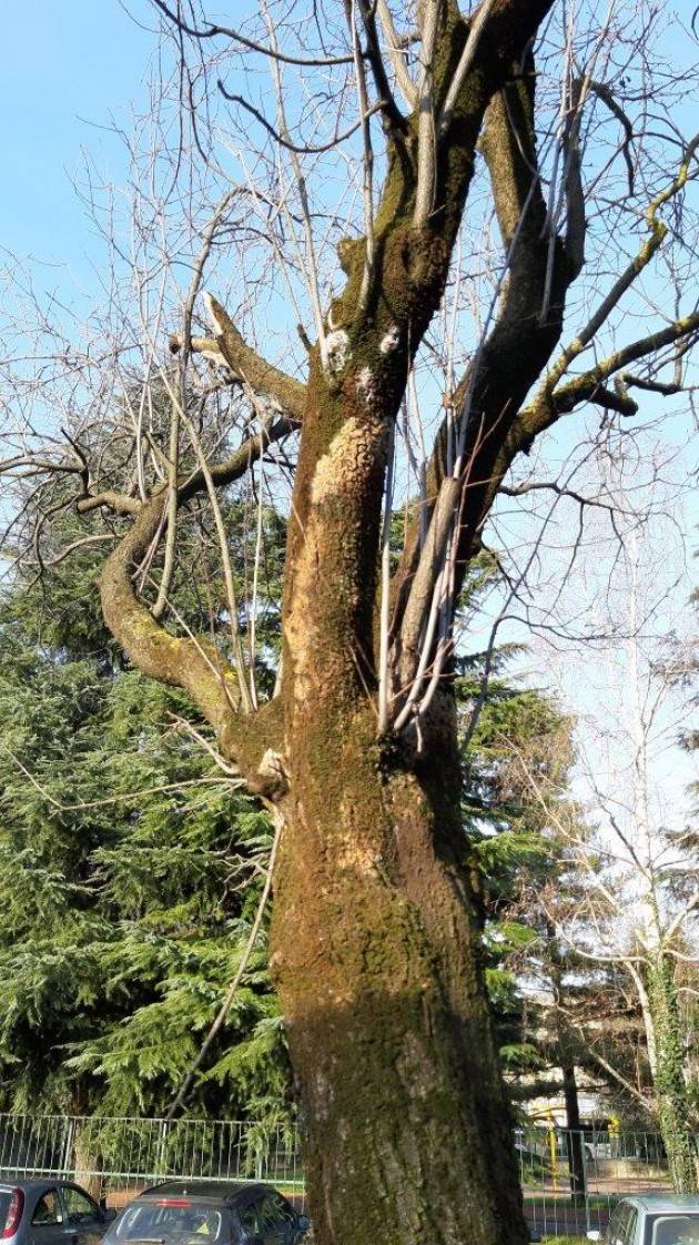 BERGAMO: Peri chanticleer saranno piantati al posto dei prunus malati di via Monte Cornangera