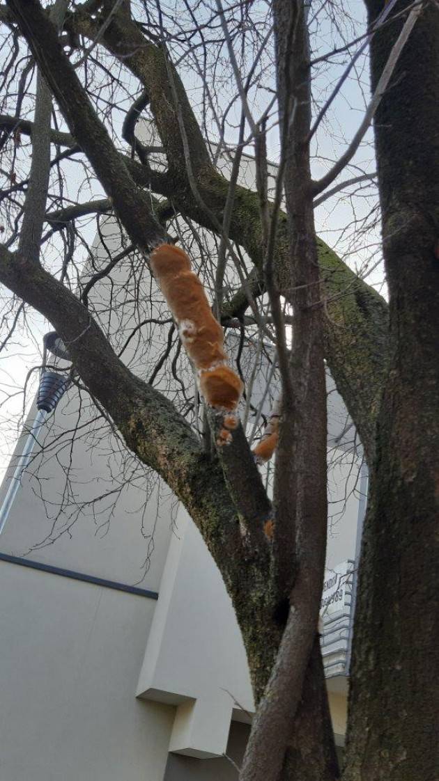 BERGAMO: Peri chanticleer saranno piantati al posto dei prunus malati di via Monte Cornangera