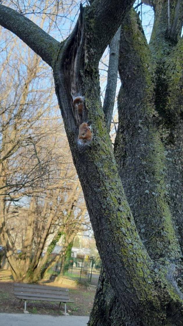 BERGAMO: Peri chanticleer saranno piantati al posto dei prunus malati di via Monte Cornangera