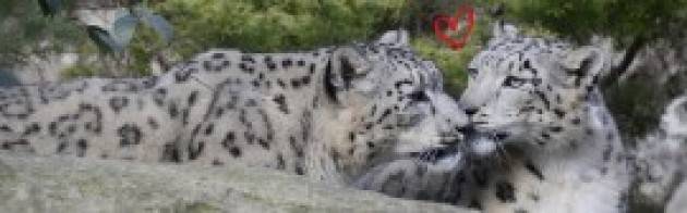 3 specie tra le più minacciate d'estinzione