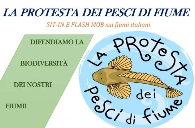 LA PROTESTA DEI PESCI DI FIUME SIT-IN E FLASH MOB SUI TORRENTI LOMBARDI