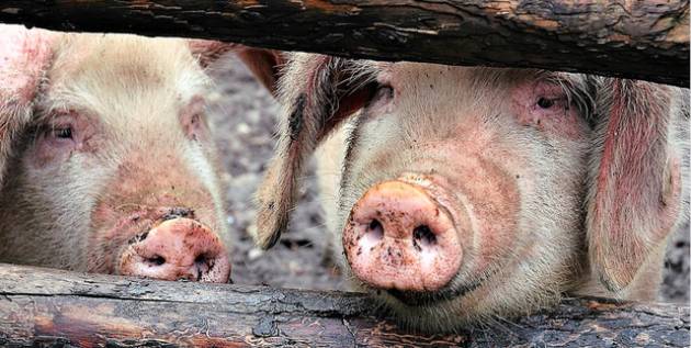 CremonaFiere PAURA PER I VIRUS CHE ARRIVANO DALLA CINA, LA PESTE SUINA È PERICOLOSA PER L’UOMO?