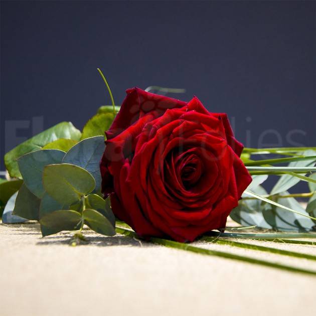 Apprendimento durante il sonno: un aiuto dal profumo delle rose?