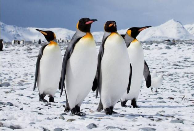 Le “canzoni” dei pinguini hanno regole linguistiche?