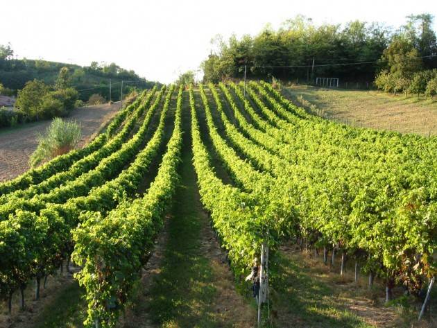 L’agrobiodiversità salverà i vigneti dai cambiamenti climatici?
