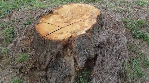 Cremona Rimozione di una decina di alberi sul lato nord di viale Trento e Trieste