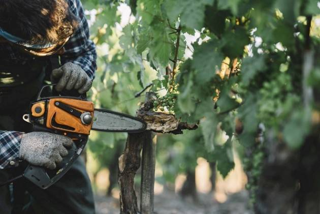 A marzo 2020 in Lombardia, Friuli Venezia Giulia e Toscana LA SCUOLA ITALIANA DI POTATURA DELLA VITE