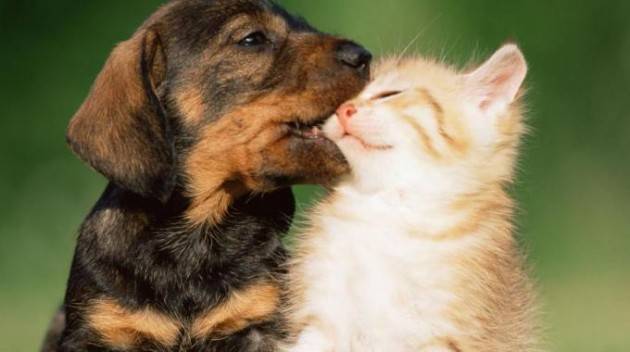 Coronavirus, non esistono prove che cani e gatti possano essere fonte d’infezione per l’uomo