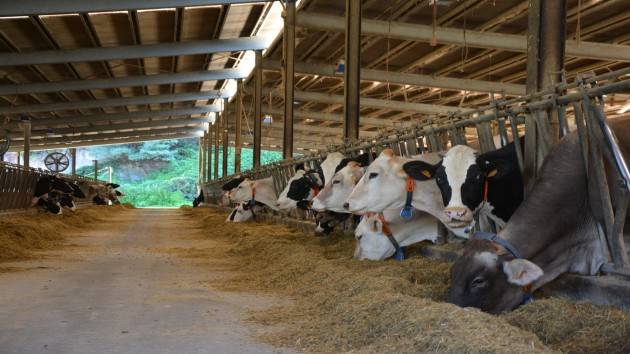 Coronavirus, preoccupazione per 500 aziende agricole e stalle nella in zona rossa. 100.000 mucche e maiali nella fascia di quarantena