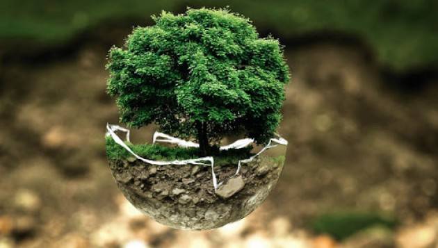 In Italia nasce la banca degli alberi. Presto mini-referendum urbani sull’abbattimento di alberi per motivi strutturali
