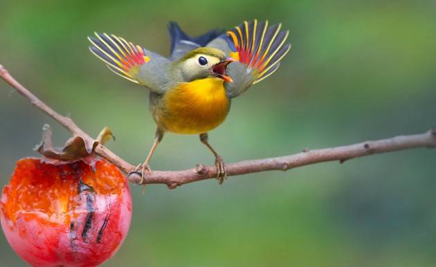 Gli usignoli del Giappone alla conquista dell’Italia