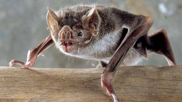 Come cambiano le interazioni sociali durante una malattia: il caso dei pipistrelli vampiro