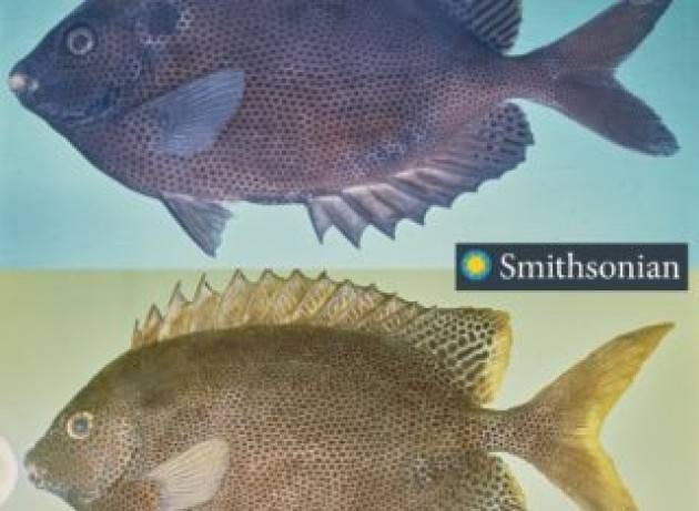 Le scogliere tropicalizzate del Mediterraneo: specie invasive, rapido riscaldamento e circolo vizioso del carbonio